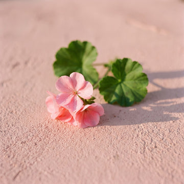Geranium